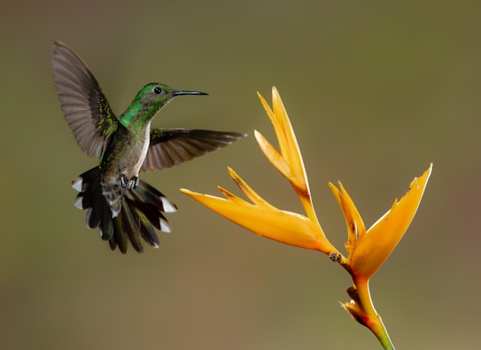 A hummingbird with iridescent green and brown feathers hovers near a bright yellow and orange flower, which resembles the shape of a tropical bird. The background is softly blurred with earthy tones, emphasizing the bird and the flower's vivid details.