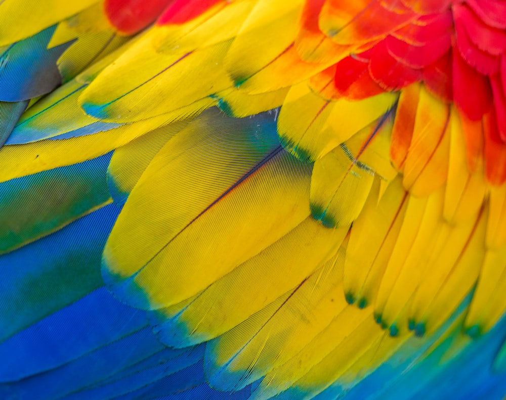 red, yellow and blue macaw