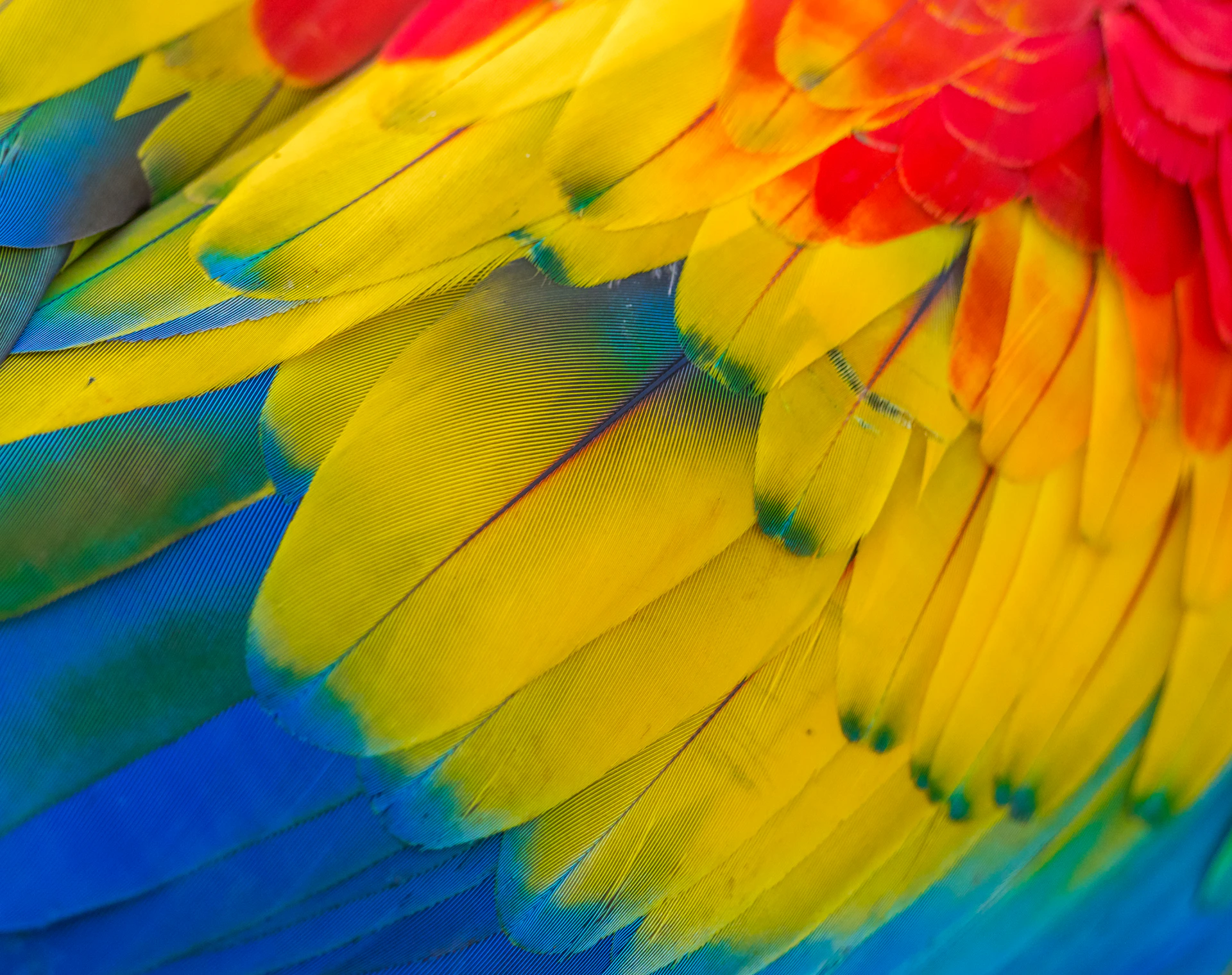 red, yellow and blue macaw