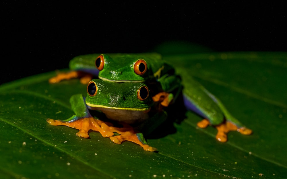 selective focus photography of two green leaf frogs on leaf