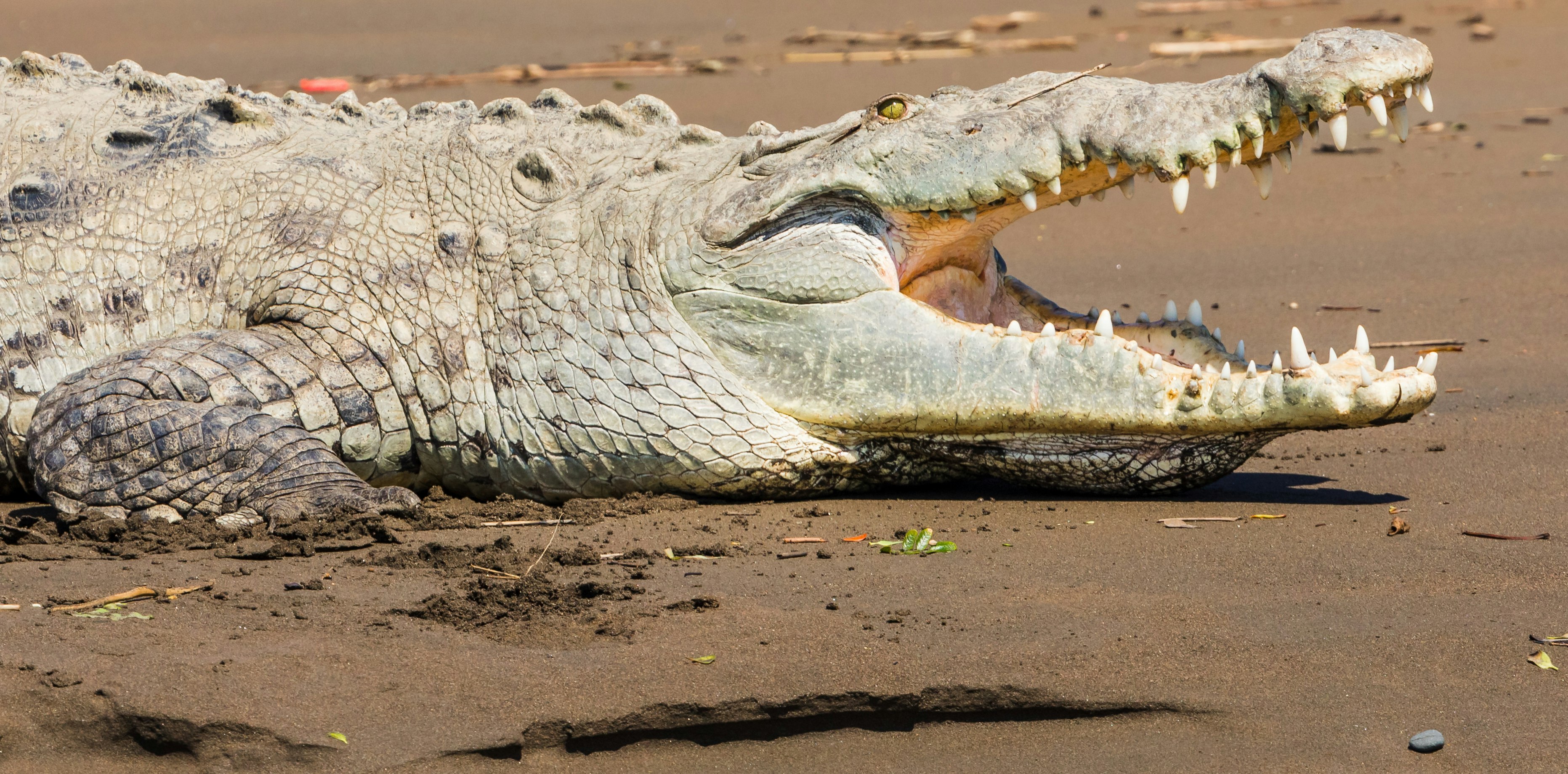green crocodile with mouth open