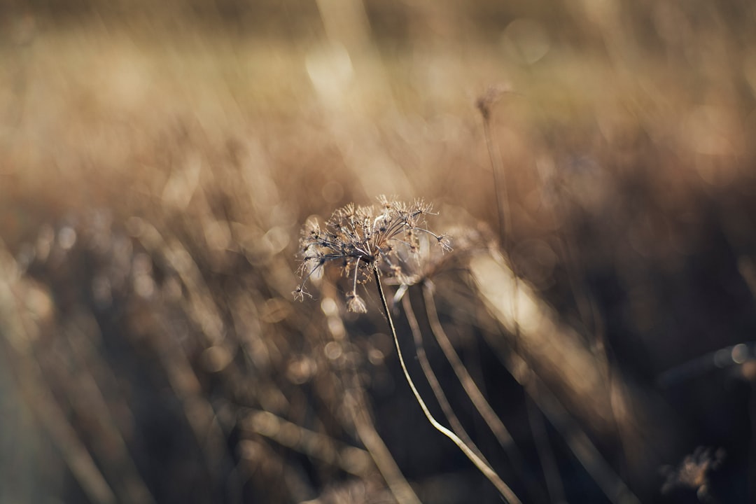 selective focus of dandelion