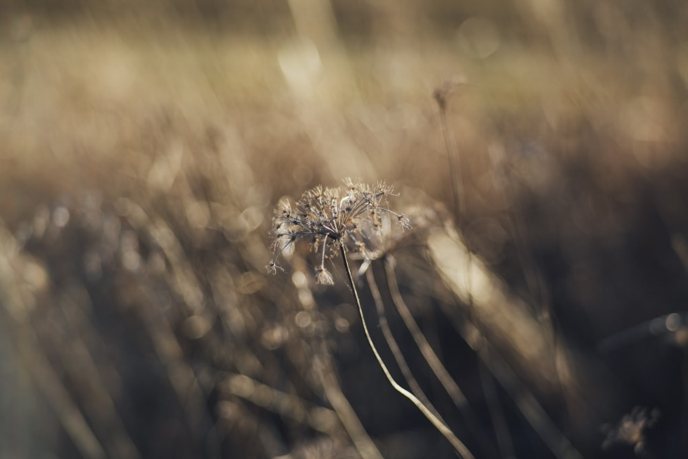 selective focus of dandelion