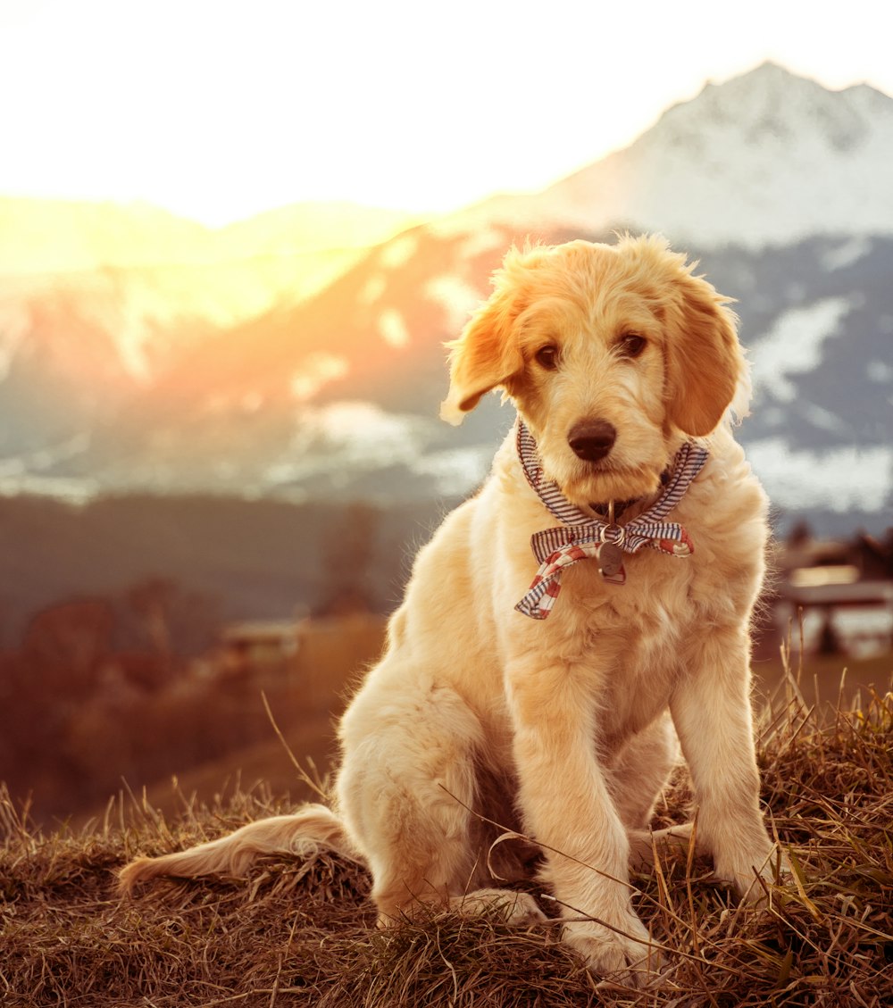 brown puppy on brown grass