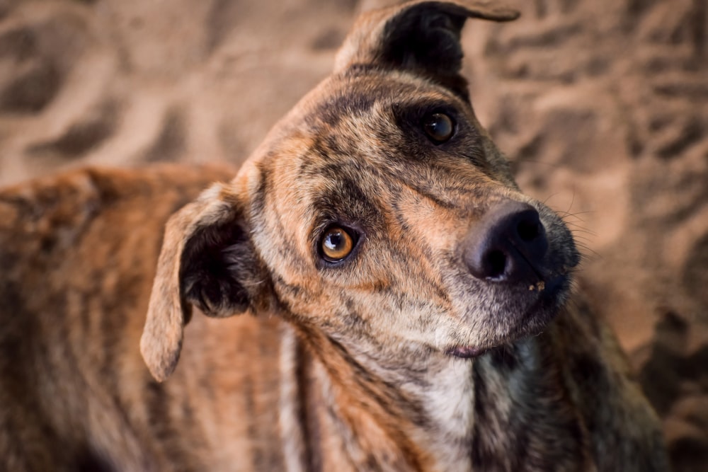 brindle dog looking up