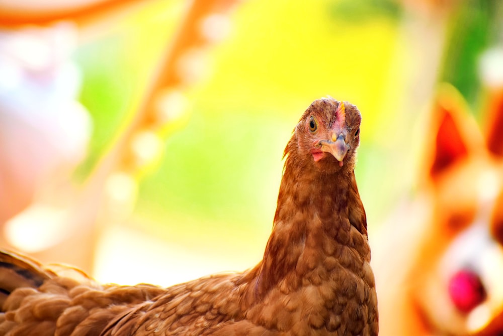 selective focus photography of brown hen