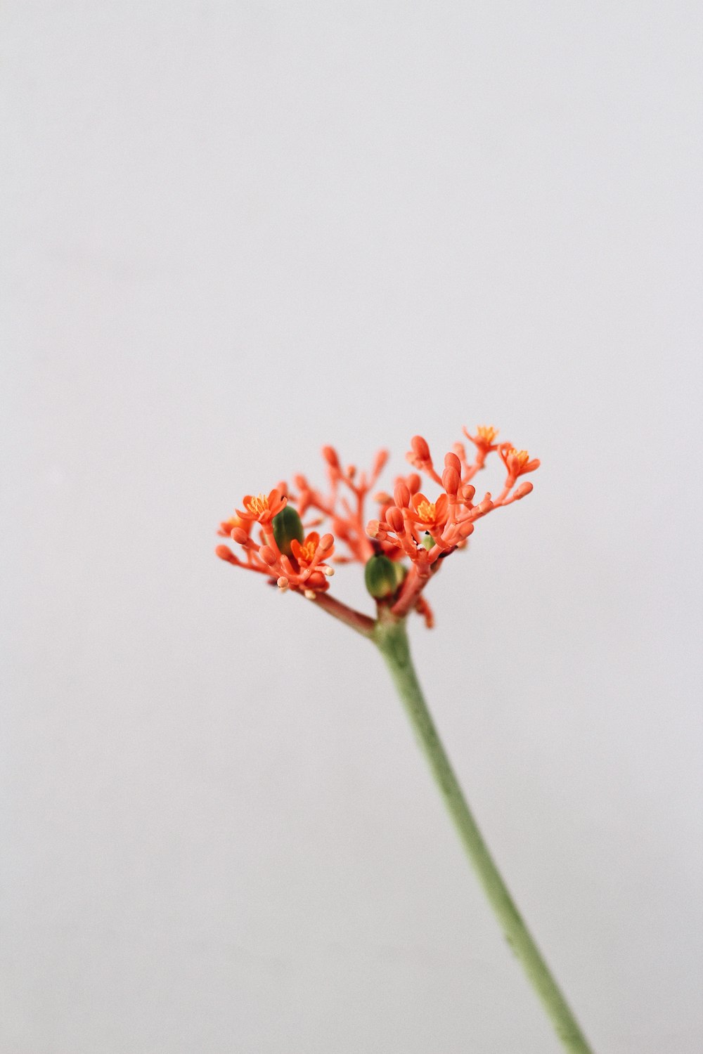 flor de laranja polens