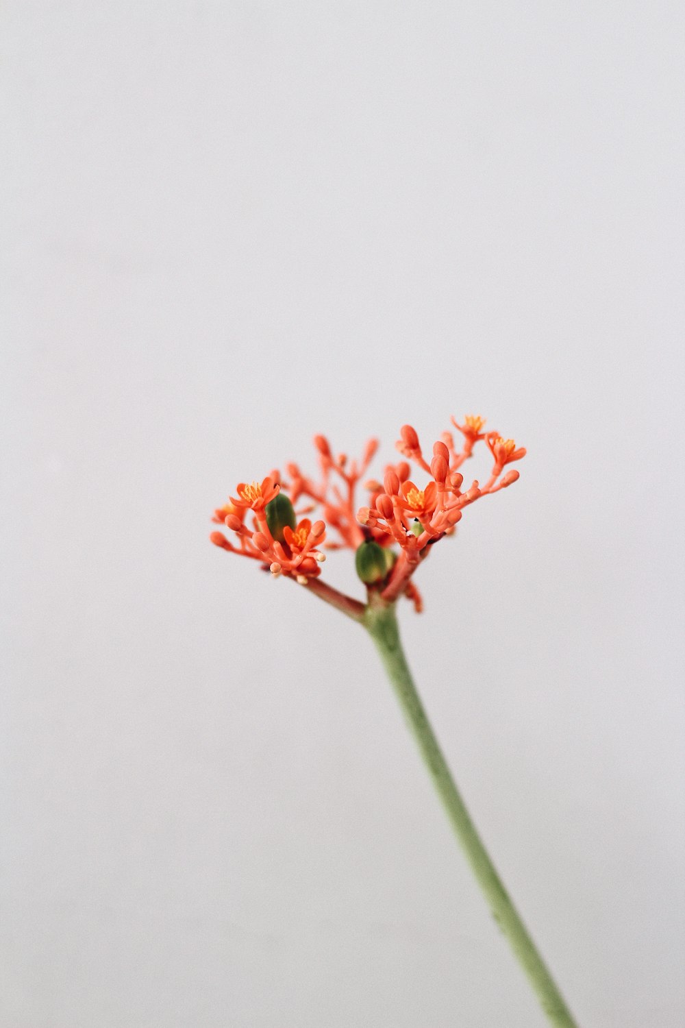 orange flower polens