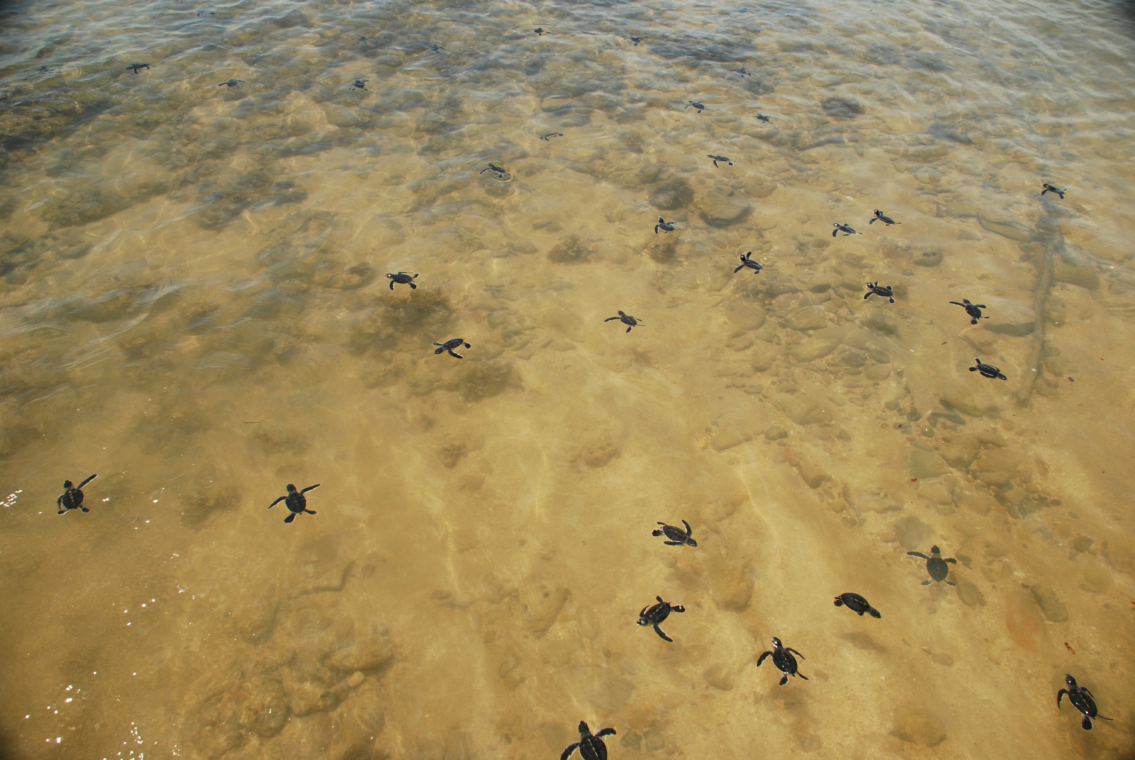 turtle hatchings swimming on body of water
