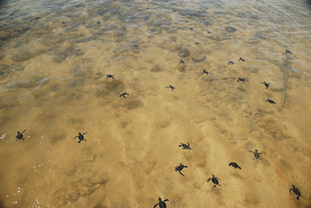 turtle hatchings swimming on body of water