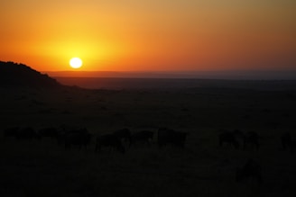 A vibrant sunset over the Serengeti savannah.