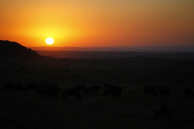A breathtaking sunrise casting golden light over the vast Serengeti plains dotted with grazing wildebeests.