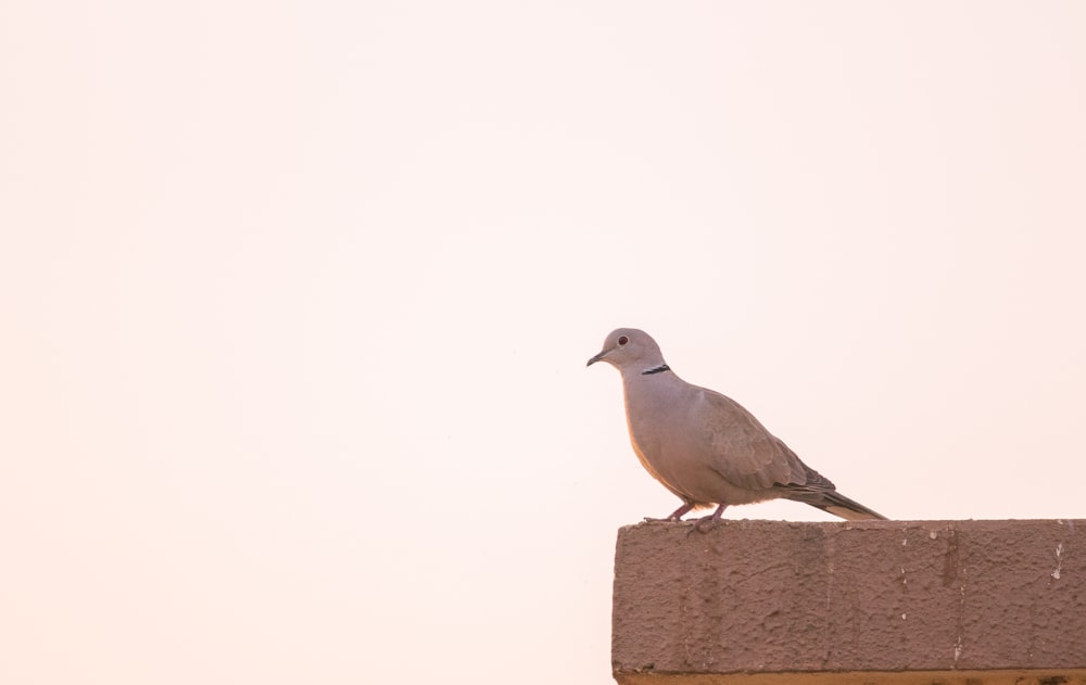 white pigeon perched on concrete surface