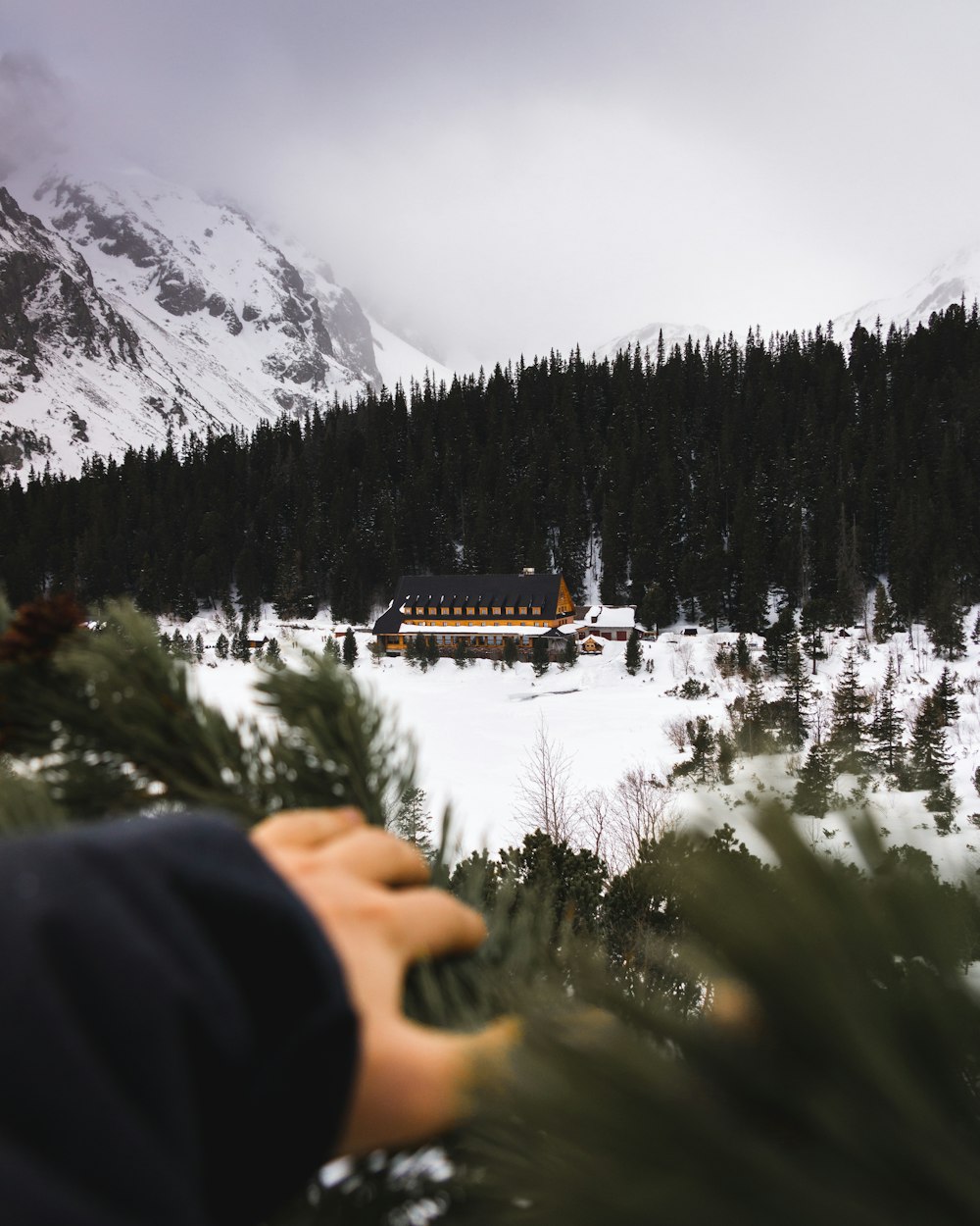 house at the middle of the forest during winter