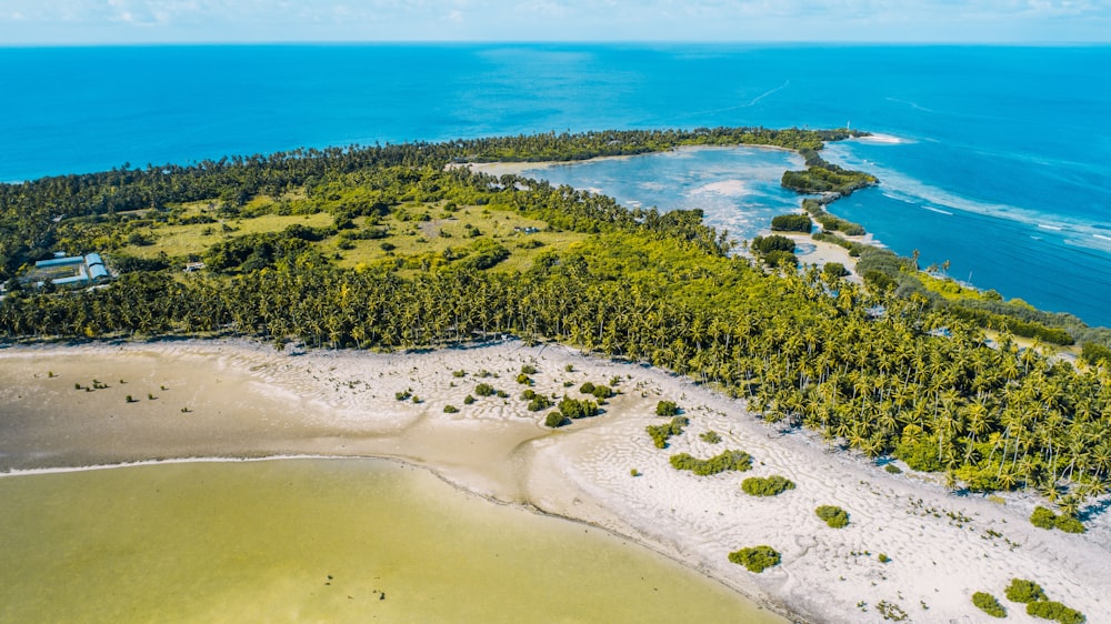 Bosque y playa durante el día