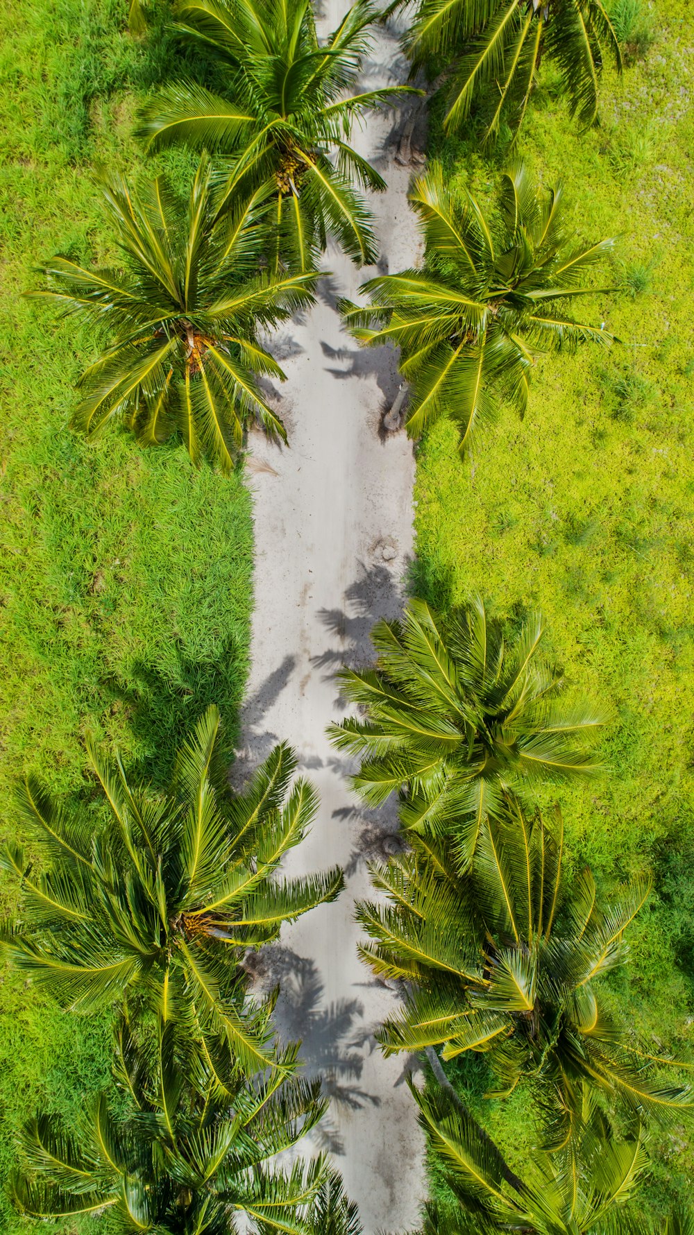 코코넛 나무의 항공 사진
