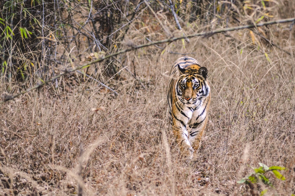 tigre adulta che cammina sull'erba marrone