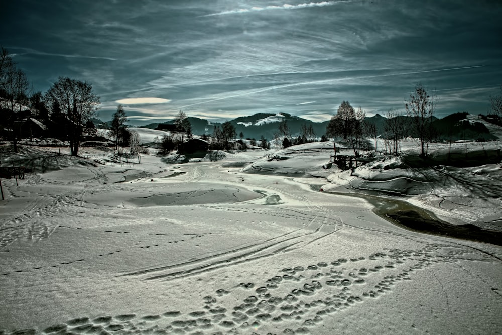 footprints on sand near trees during day