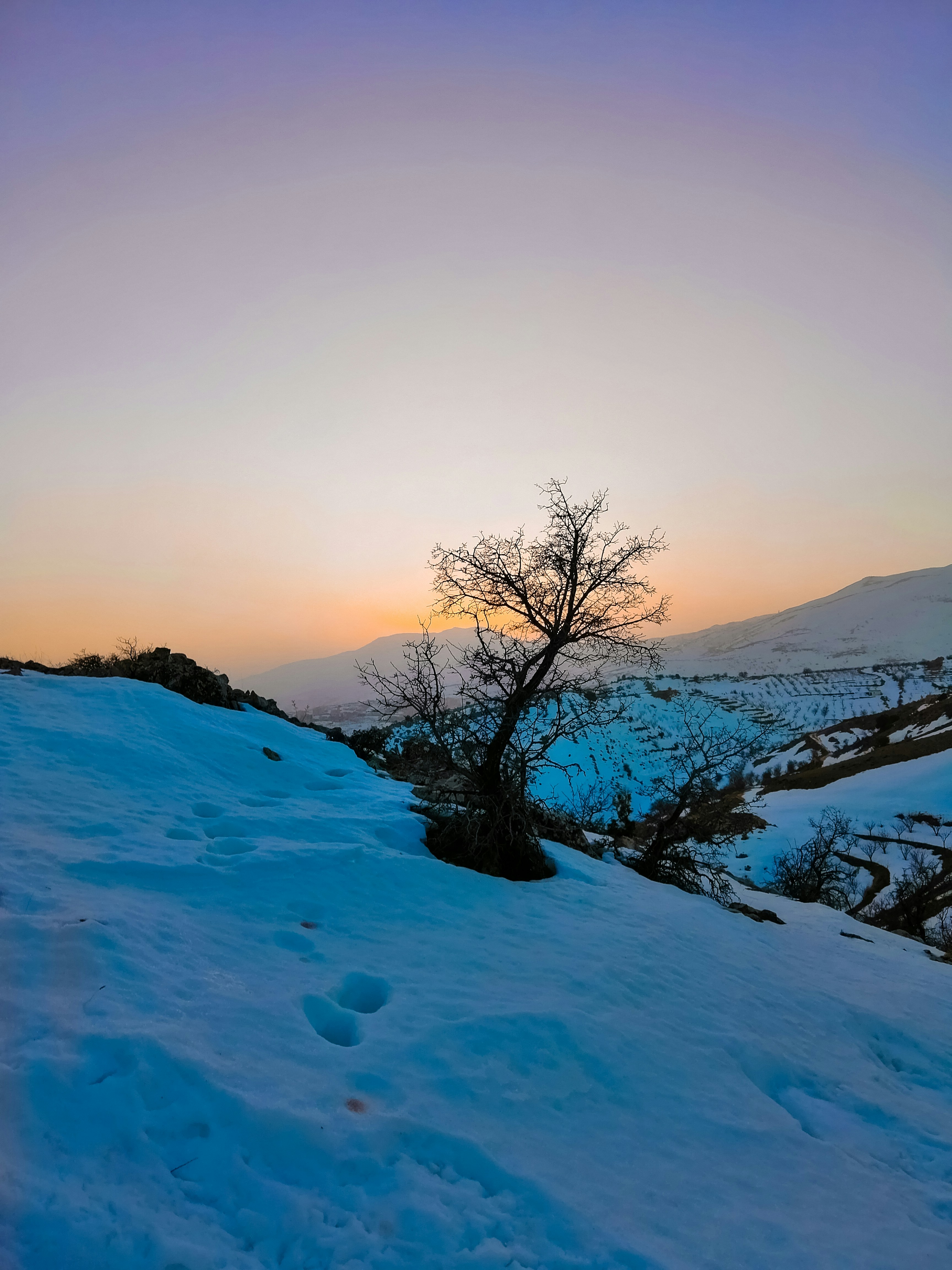 Bare tree on snow-covered mountain during golden hour photo – Free Grey ...