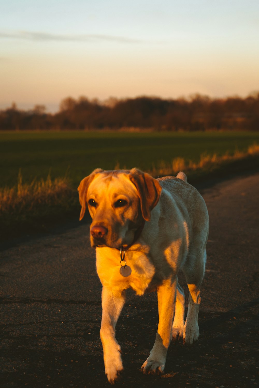 adult yellow Labrador retriever walking near green fields