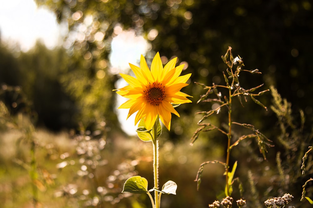 Selektives Fokusfoto der gelben Sonnenblume