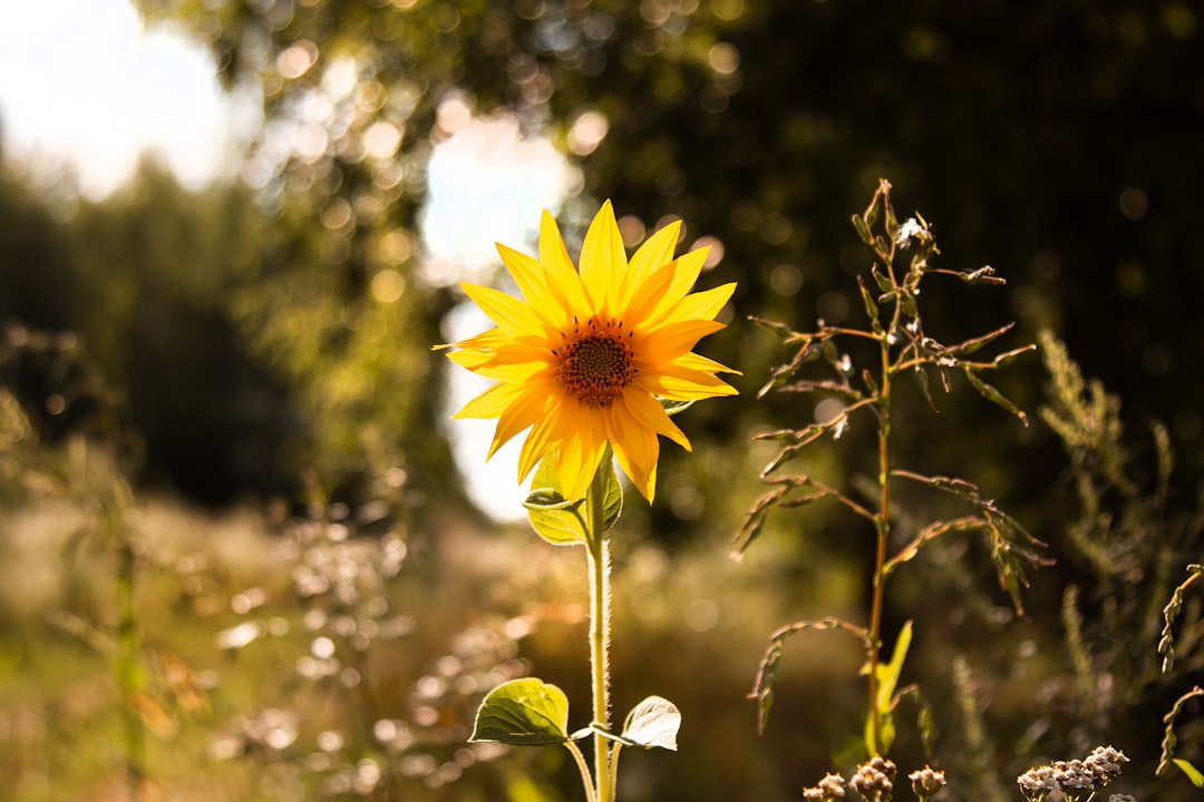 selective focus photo of yellow sunflower