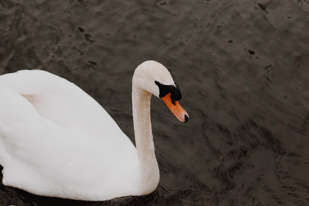 mute swan on water