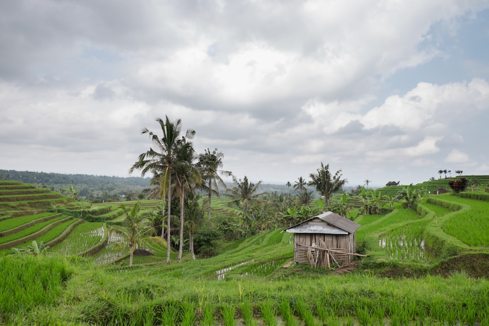 cabin in crop field