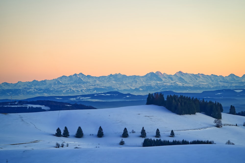 snow covered filed with trees during golden hour