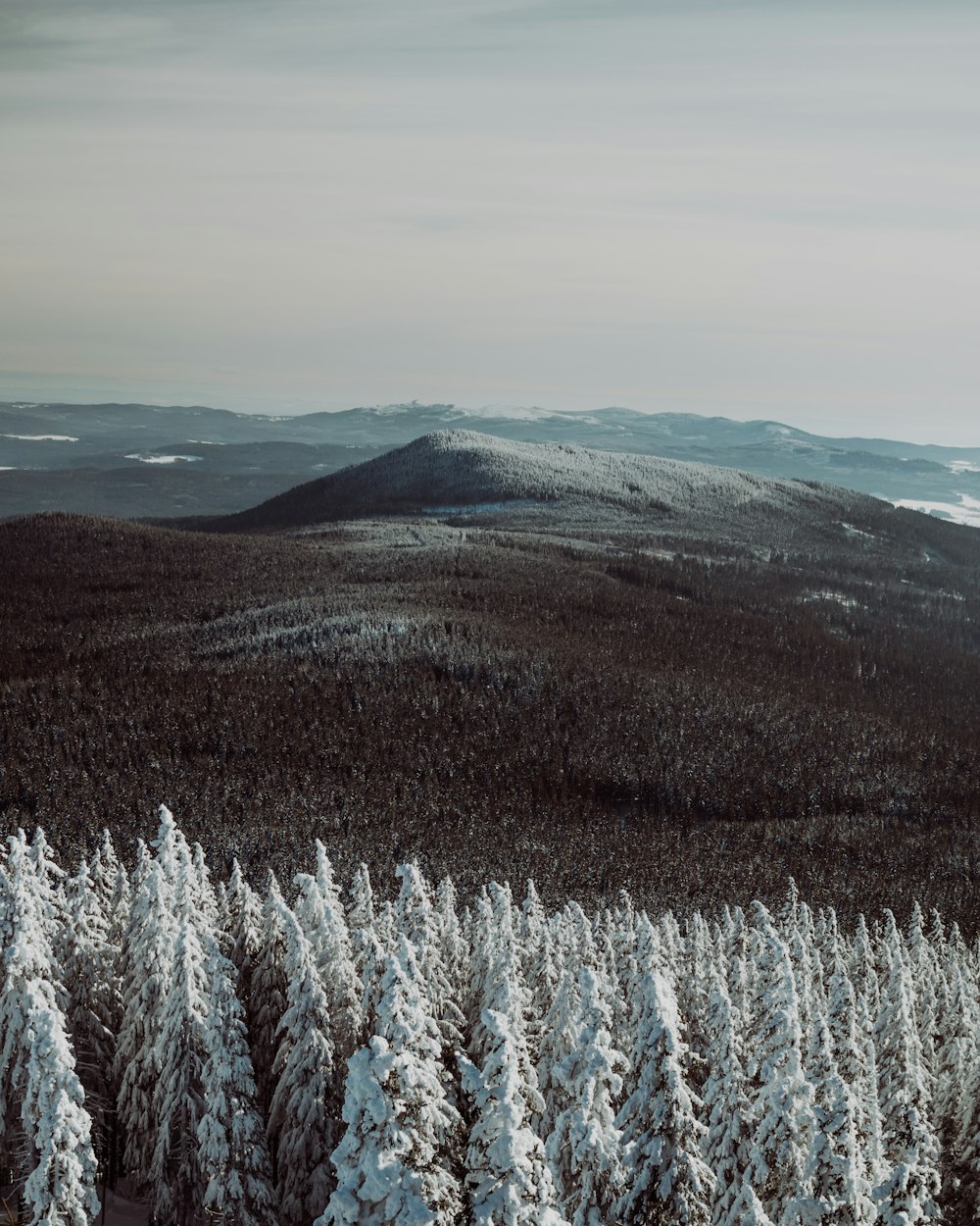 snow covered trees