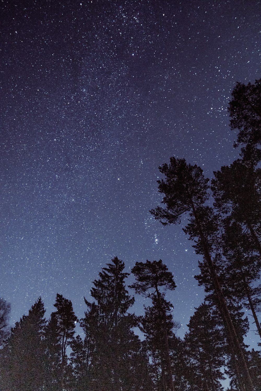 silhouette photo of trees during night time