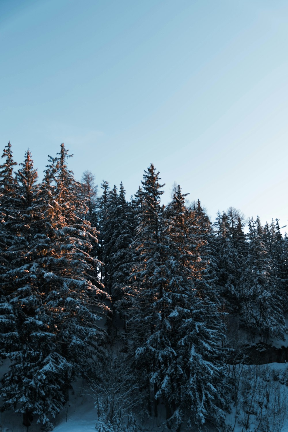 green pine tree covered by snow