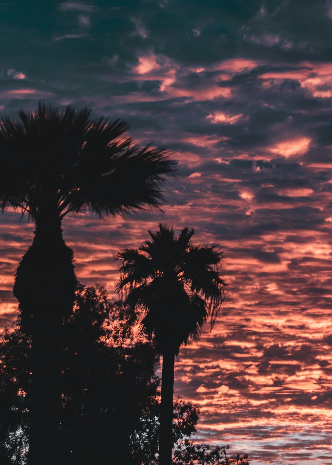 silhouette of palm tree during golden hour