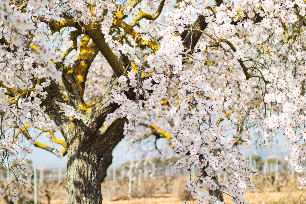 white cherry blossom trees during daytime