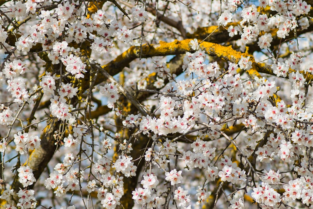 white petaled flowers