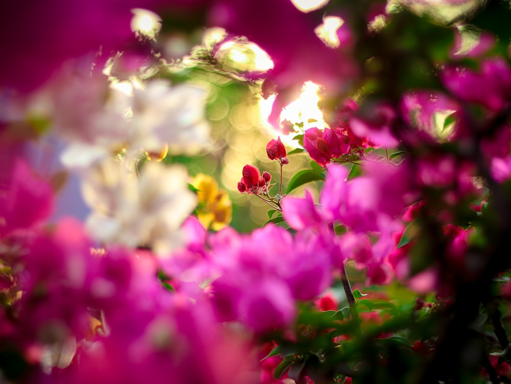 분홍색과 흰색 꽃의 얕은 초점 사진