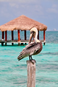 seagull standing on wooden post at the beach