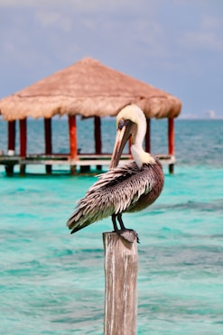 seagull standing on wooden post at the beach