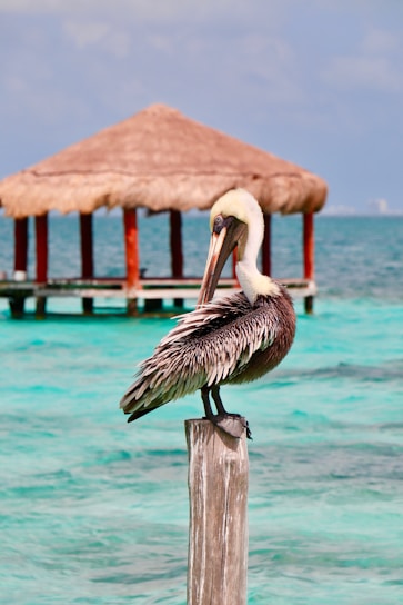 seagull standing on wooden post at the beach