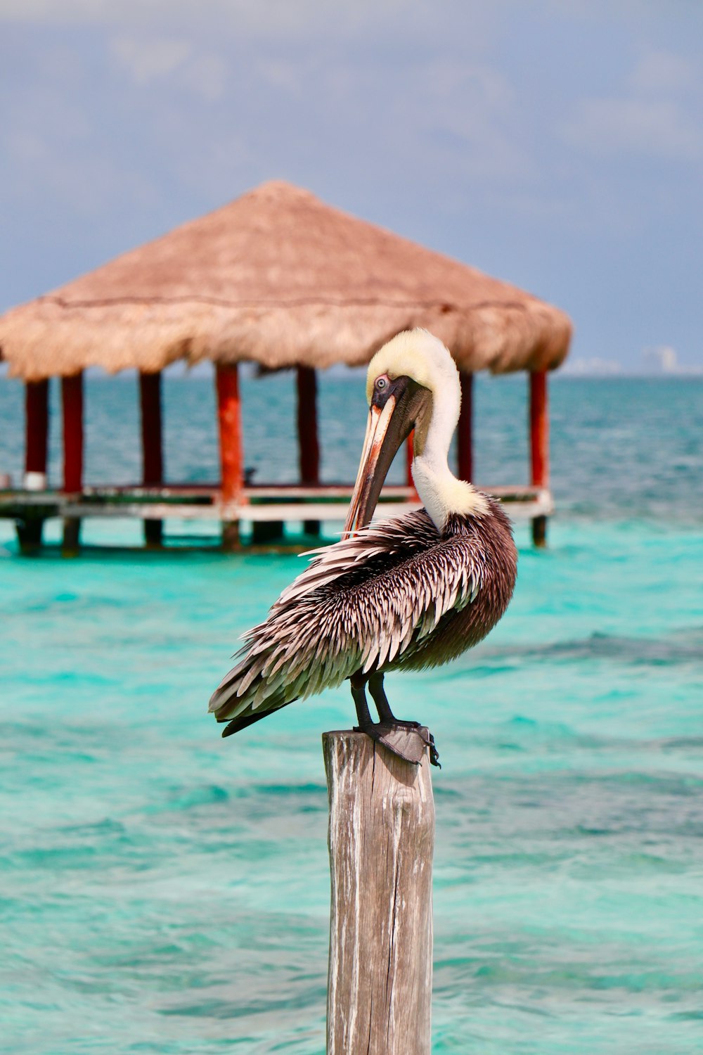 seagull standing on wooden post at the beach