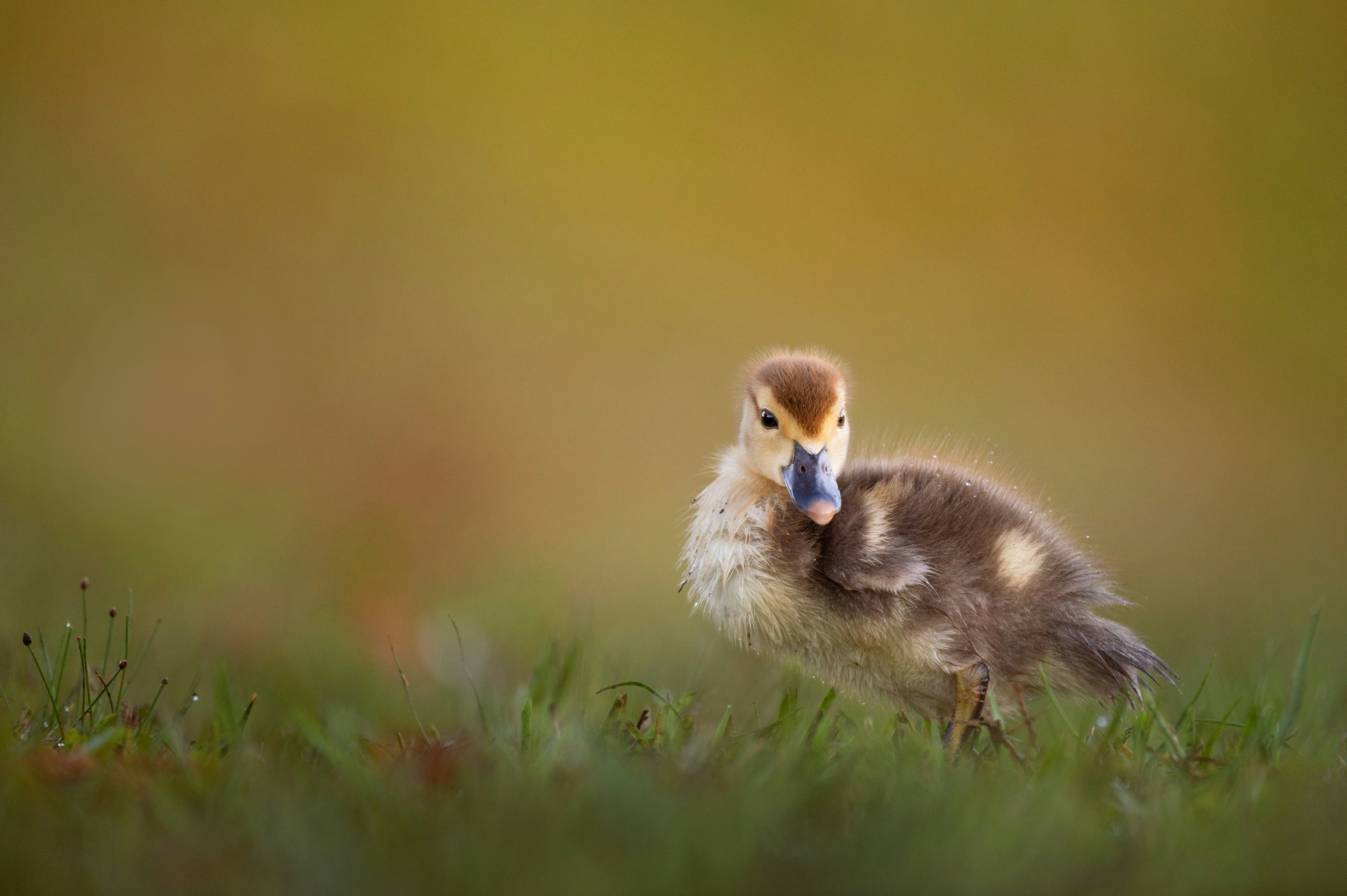 brown duckling on green grass field