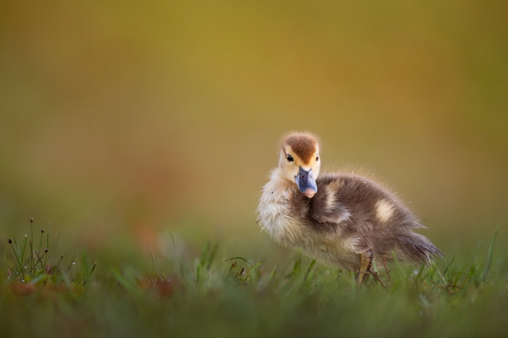 brown duckling on green grass field
