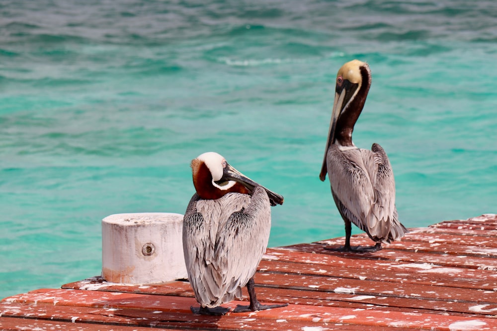 two birds on seadock