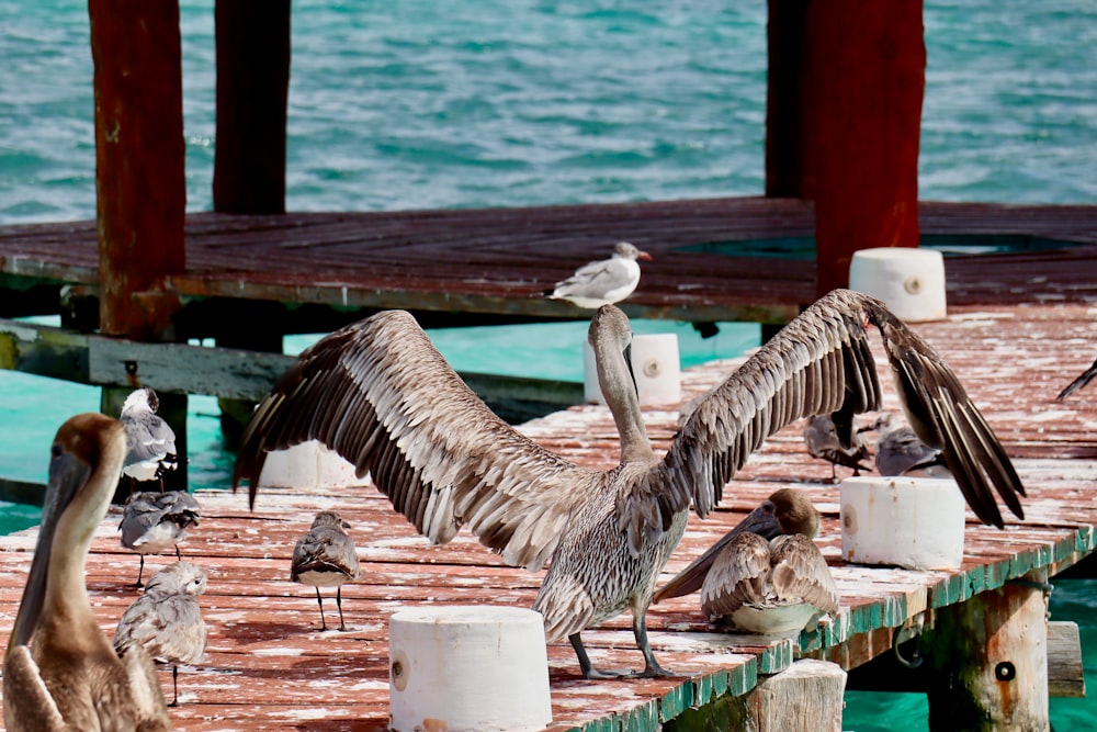 pelican soaring its wings while standing on dock