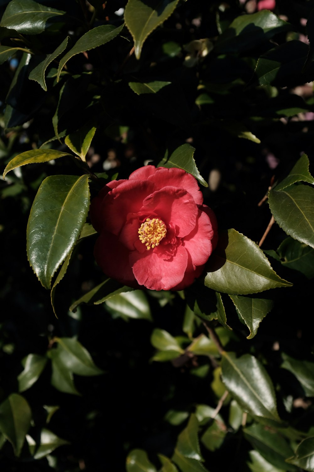 red Japanese camellia flower