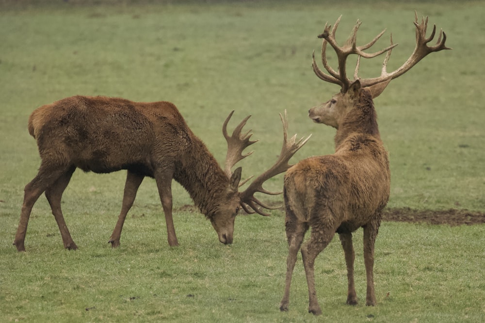 two brown deer on field