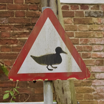 A cheerful yellow duck perched on a wooden signpost with 'Yes', 'No', and 'Maybe Later' arrows pointing in different directions.