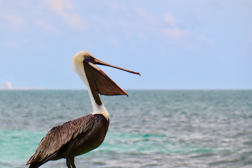 海辺の灰色のペリカン