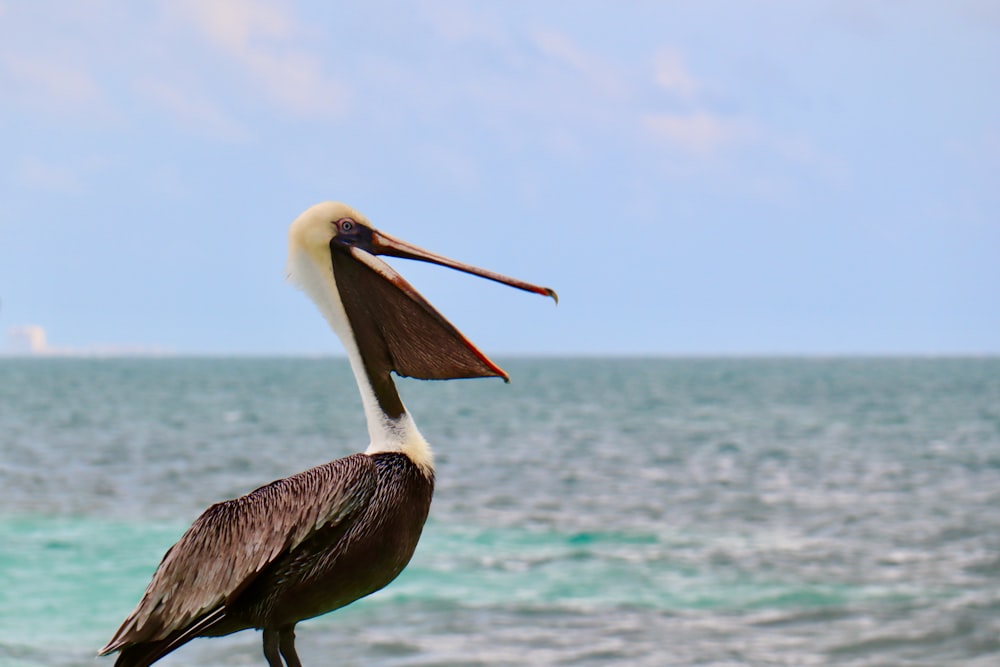Pelicano cinzento à beira-mar