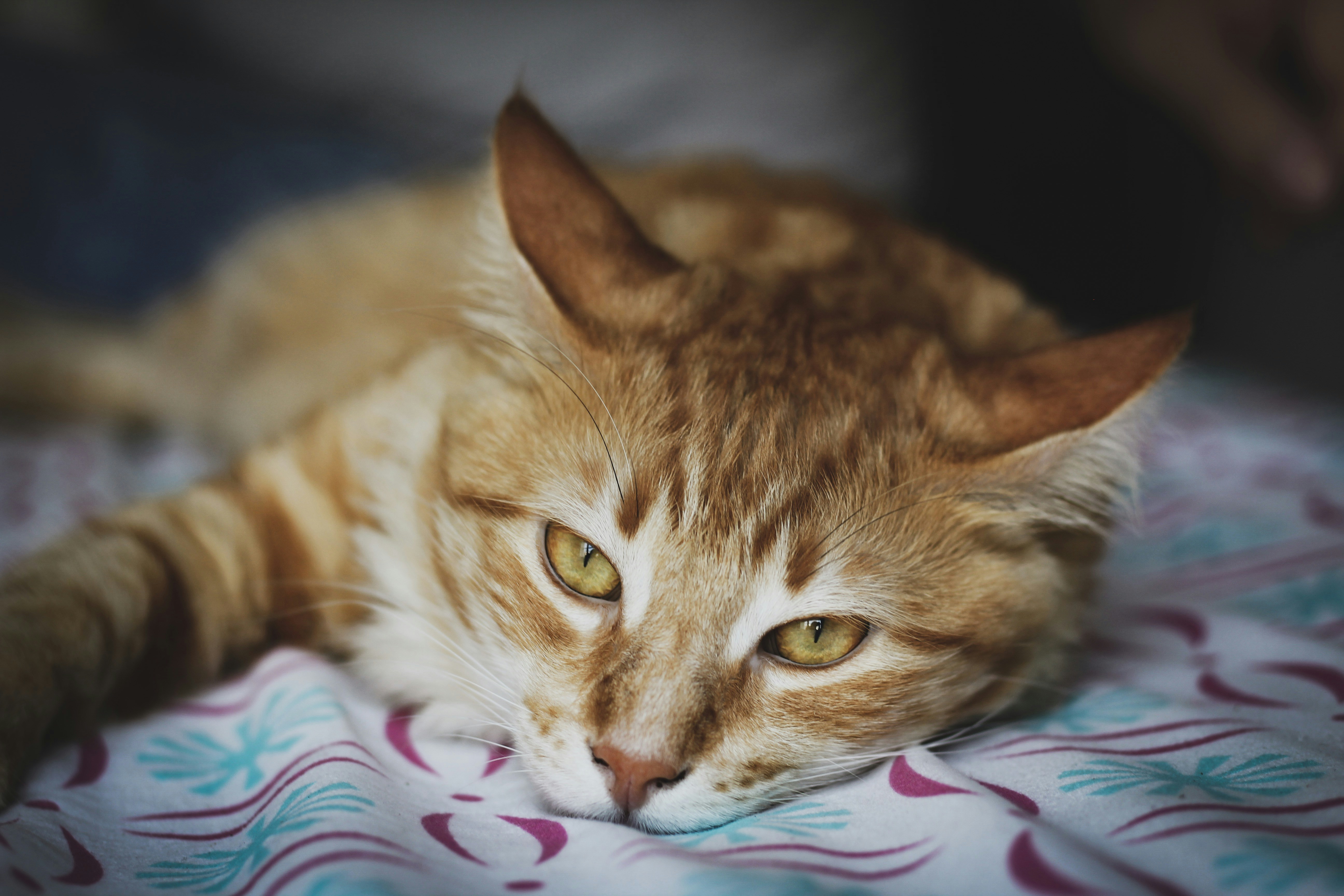 Photo by lissetelaverdephoto